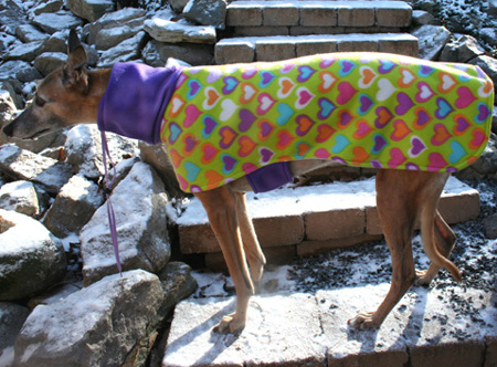 Italian Greyhound Coat - Essential Dog Outfits for Your Iggy